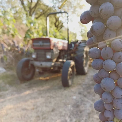 Tra Storia e Futuro: Degustazione Vini e Light Lunch/Dinner sulle Colline del Garda 2